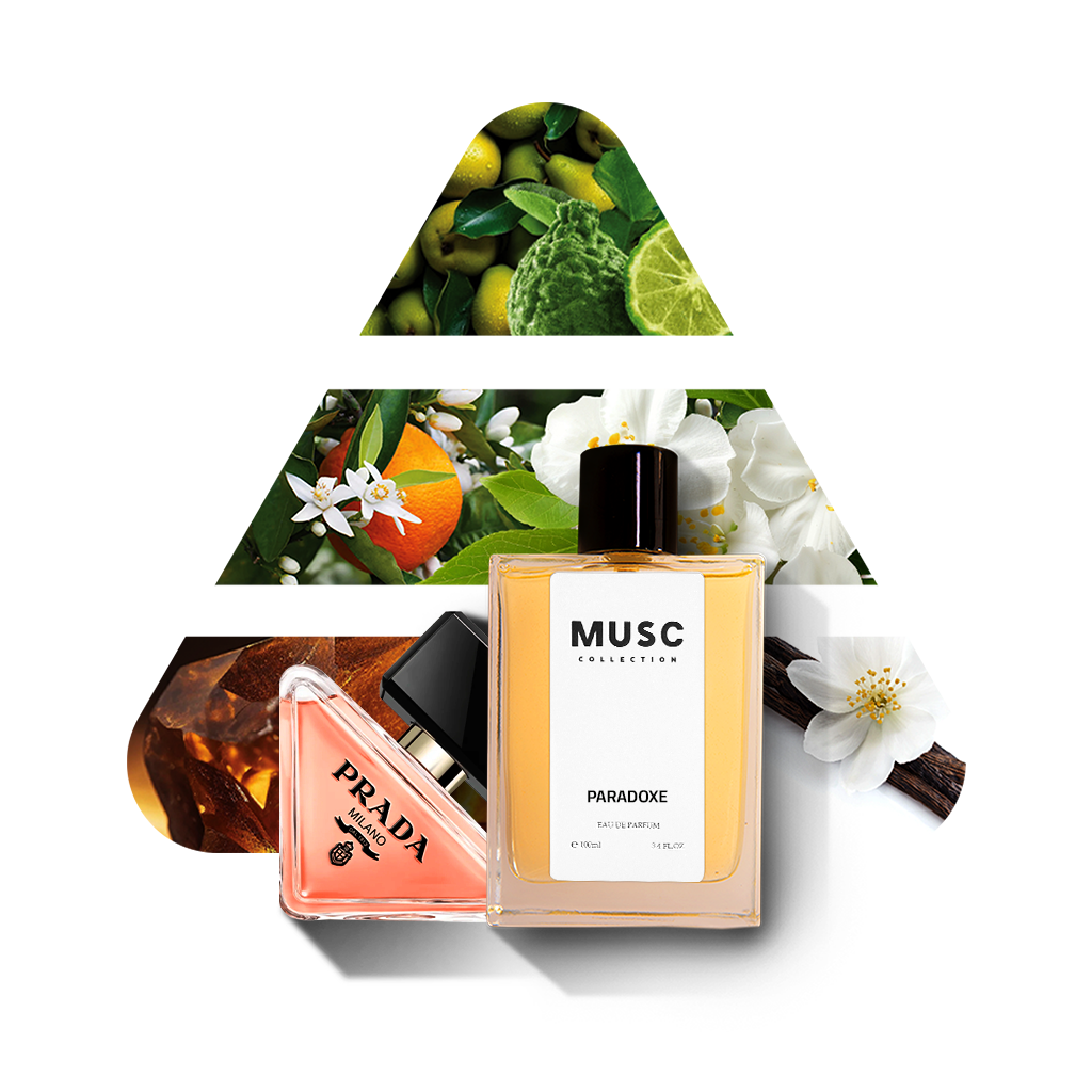 MUSC PARADOXE